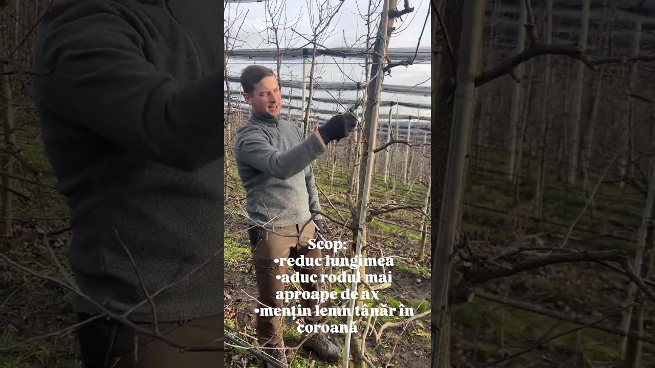 Așa Evit Alternanța de rodire la soiul Golden Delicious 🍏