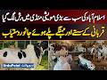 Crowds Rush To Islamabad’s Biggest Cattle Market For Cheap And Expensive Eid Animals