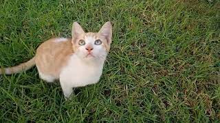 Ginger kitten if I say goodbye to him he sticks to my leg by cute 295 views 7 months ago 3 minutes, 11 seconds