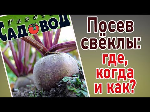 ПОСЕВ СВЁКЛЫ: где, когда и как?