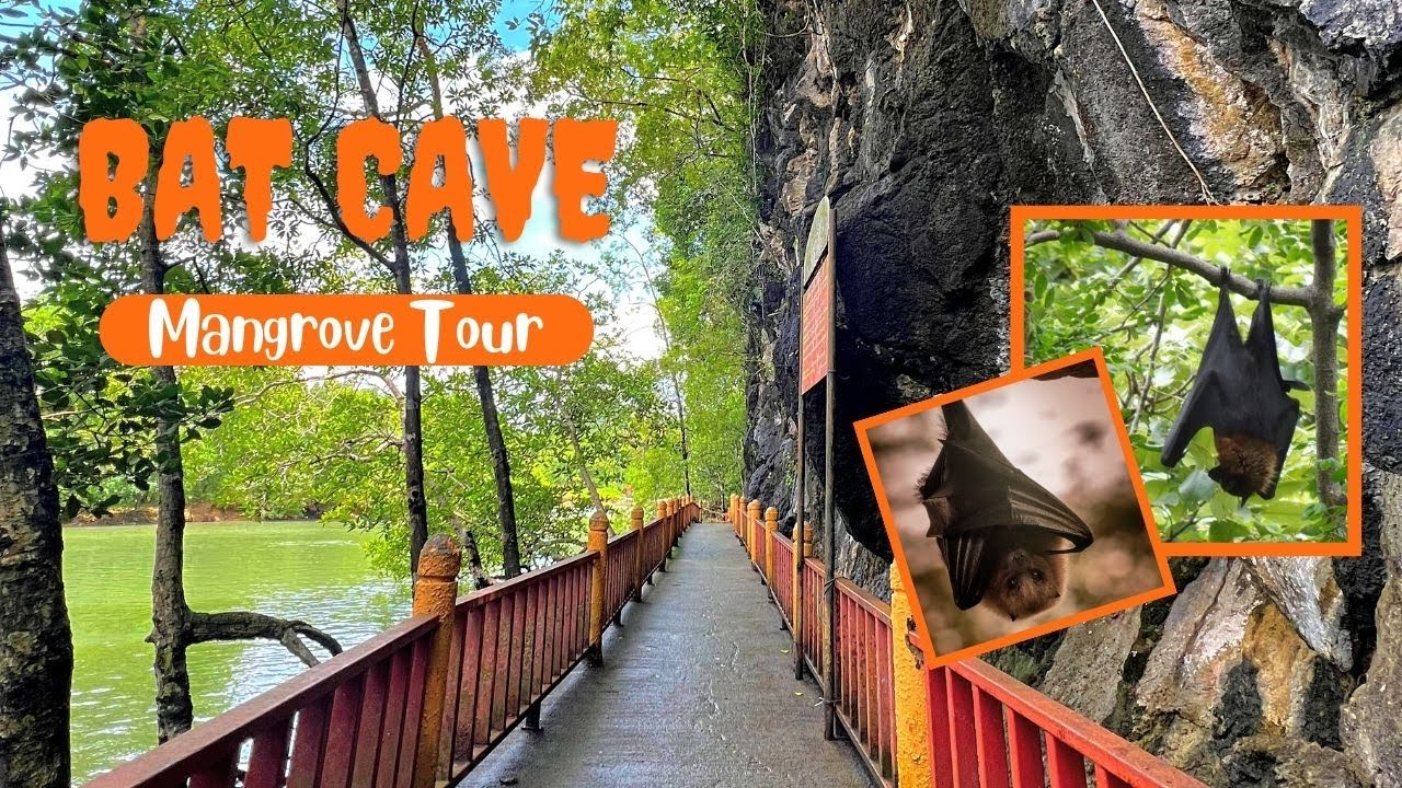 Langkawi Mangrove tour Bat cave YouTube