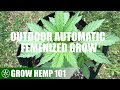 Timelapse Outdoor Automatic Grow From Seed To Harvest