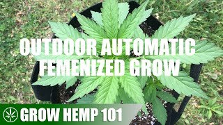 Timelapse Outdoor Automatic Grow From Seed To Harvest screenshot 3