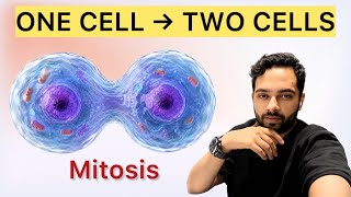 How One Cell Becomes Two Mitosis Explained