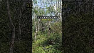 Siamang hungau | Armadi raga |lagu daerah sumatera selatan