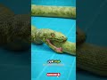 لماذا تأكل الثعابين نفسها
