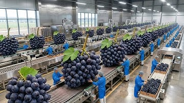 Inside a Modern Grape Processing Plant: From Fresh Grapes to Premium Wine (Full  Process)