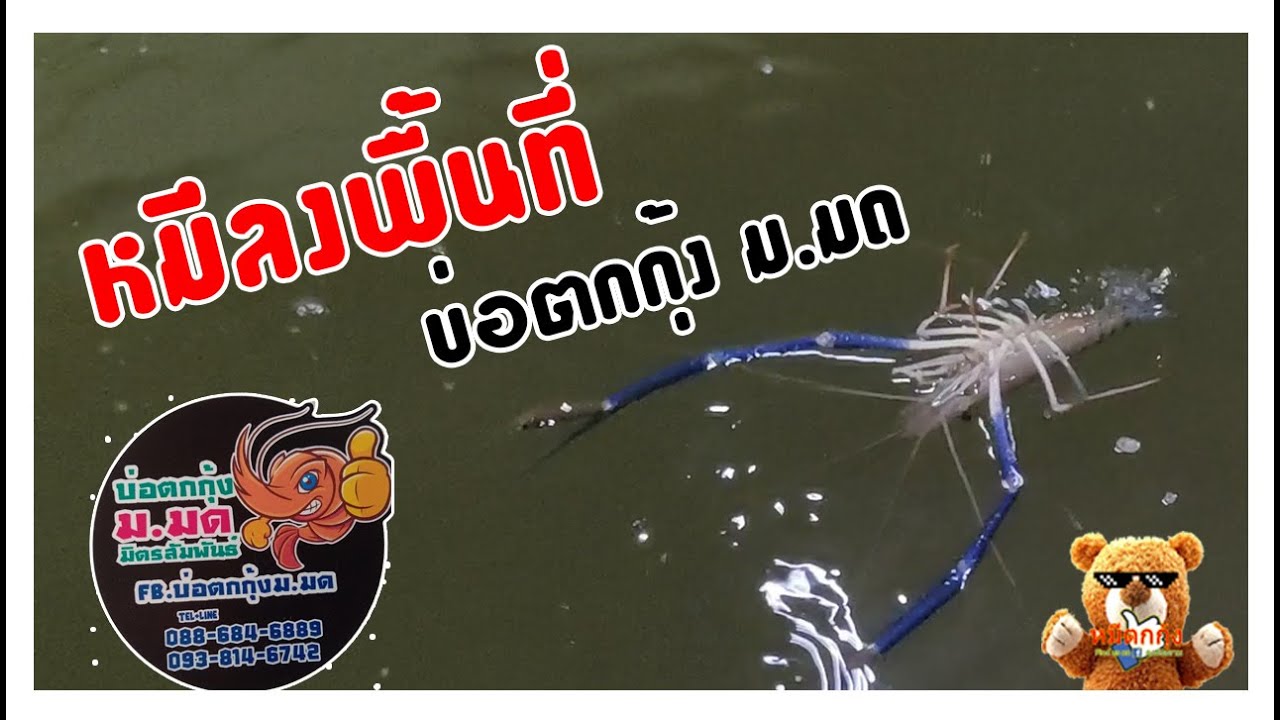 หมีลงพื้นที่ : บ่อตกกุ้งม.มด