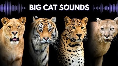 BIG CATS - Tiger , lion,  jaguar,  leapord,  cheetah , puma Learn big cats of the world