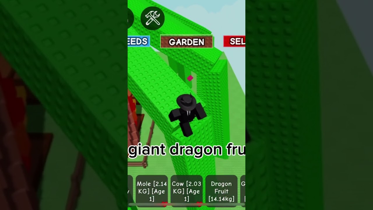 Giant dragon fruit tree 