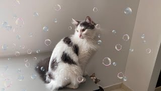 Cat VS Bubble screenshot 1