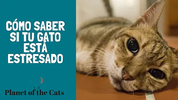 ¿Cuáles son las cinco maneras de saber si un gato está estresado?