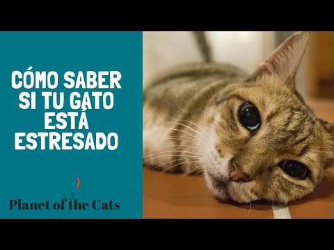 Video: 5 Señales De Que Su Gato Está Estresado (y Cómo Aliviarlo)