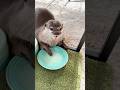 カワウソのおでこに乗ってるごはんを取ろうとしたら・・