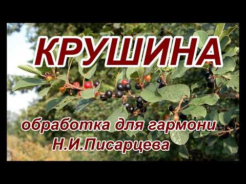 Крушина на гармони.