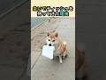 急いでティッシュを持ってきた理由 #柴犬 #動物