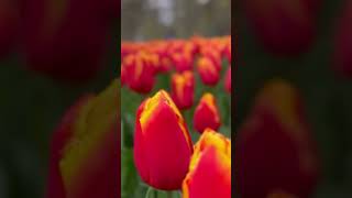 Download Lagu #fyp #tulips #repost #flowers #reels MP3