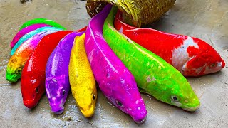 Stop Motion ASMR MUKBANG King crab, Catfish hunting colorful Koi Fish Eels, Skeleton fish