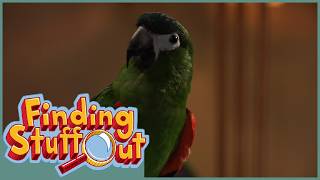 Can a Parrot and a Pig Communicate? | FULL EPISODE | Finding Stuff Out | Scholastic STEAM