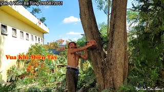 Vua Khỉ (Ba Tùng) x.ử lý nhiều cây lớn lâu năm gần hàng rào Trường học (Giant tree saw)