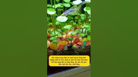 Trồng cỏ đồng tiền – rước may mắn, hút tài lộc ngay trong nhà! #CỏĐồngTiền #caythuysinh #trending