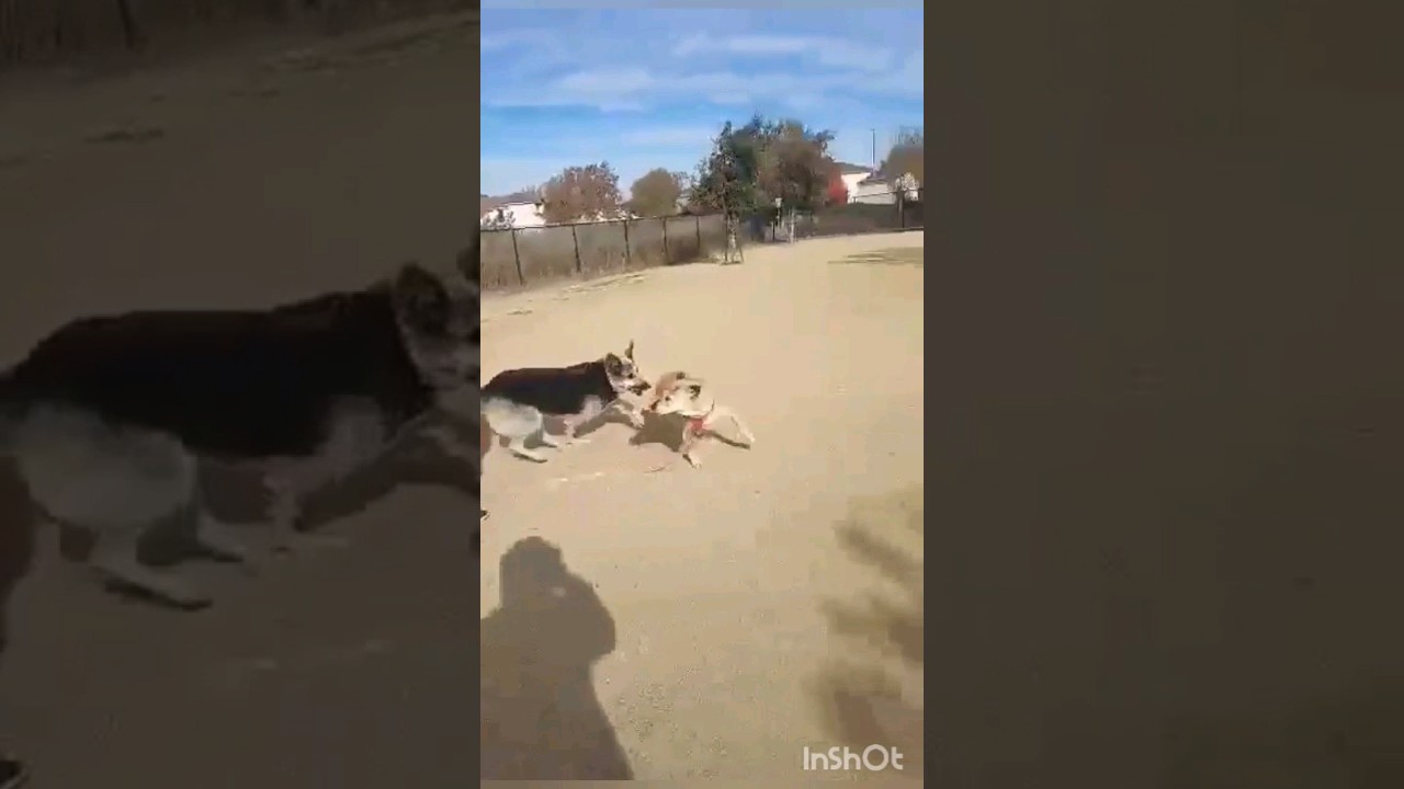 German Shepherd defends sister