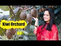 My Farm Tour | Kiwi Orchard | Organic Farming | Kullu Himachal Pradesh