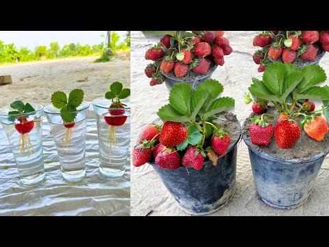 I Don't Need A Garden To Grow Strawberries Plants From Strawberries Fruit With Three Glass Of Water