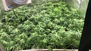 tent 1 update day 21 flower
