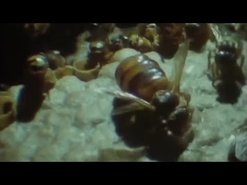 Bees Building Wax Nests | Attenborough: Trials of Life | BBC Earth