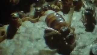 Bees Building Wax Nests | Attenborough: Trials of Life | BBC Earth
