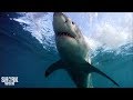 The Importance Of Shark Conservation | Fin Frenzy