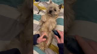 Cairn Terrier loves being pampered #shorts