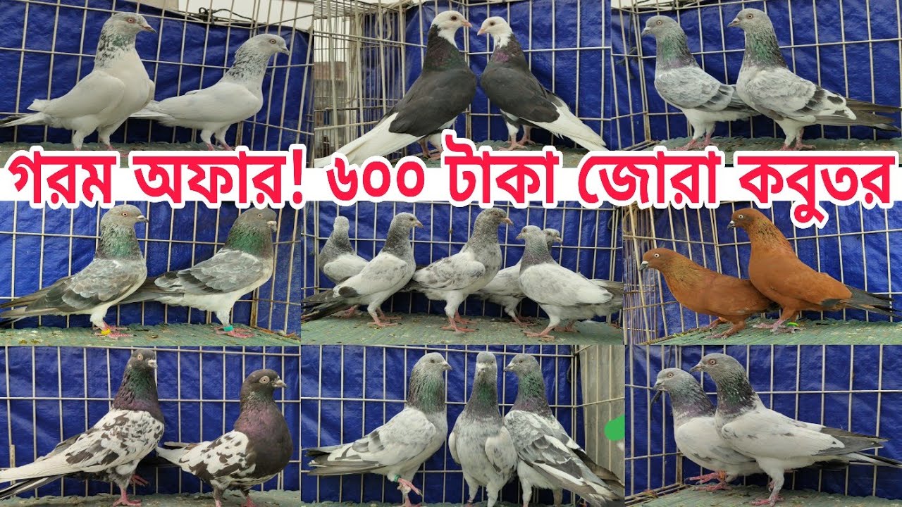 রমজানের স্পেশাল অফার ৬০০ টাকা জোরা কবুতর Gribaz o palla liner kobutor #pigeon #shorts #birds #bird 