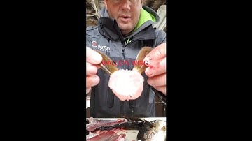 How to remove Walleye wings!!