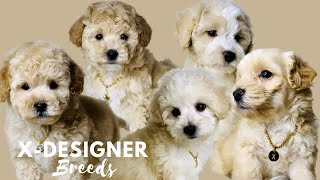MALTIPOO PUPPIES' PLAYTIME | Regular Day at X-Designer Breeds (Facebook Live) by X-Designer Breeds 166 views 1 year ago 28 minutes