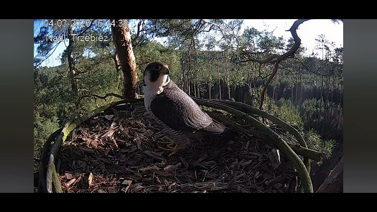 Trzebież _04.03.2026_ g.16:14 samiec bez obrączek