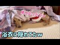 花より団子だワン! 浴衣に隠れる犬 ダックス モモたん