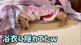 花より団子だワン! 浴衣に隠れる犬 ダックス モモたん