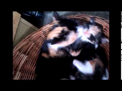 Video: Tipy Na Chudnutie Mačiek Od Spoločnosti Bronson, 33 Kíl