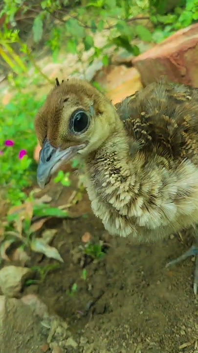 Bird 🕊️ attitude.😈