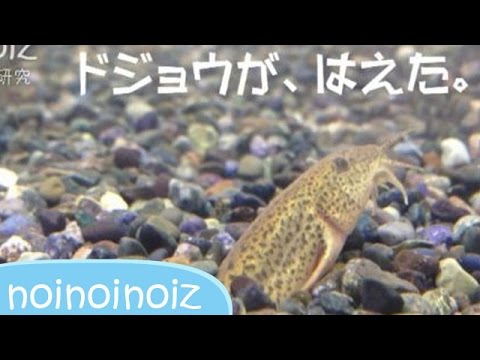 砂からドジョウが生えてる。よく見たら2匹 Dojo,Weather loach,Misgurnus