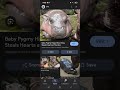 Baby hippos