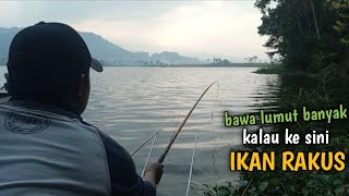 BAWA LUMUT LEBIH KALAU KE SINI || ANGIN KENCENG RESPON SEMAKIN KENCENG