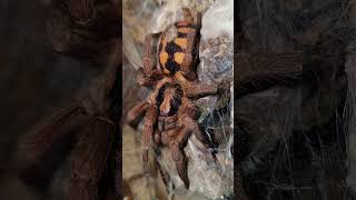 Celebrity Pumpkin Patch Tarantula - Happy Thanksgiving! #shorts Net Worth