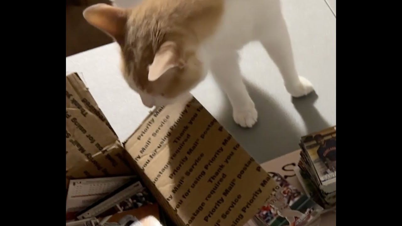 Baseball Card eBay Mystery Box Opening 9 Modern Card Box Opening