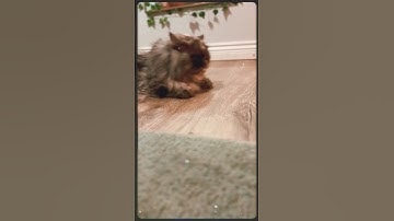 Lazy cats 🫣#cat #shorts #lazy #trending