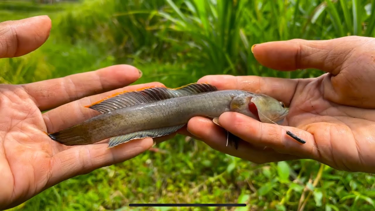 MANCING CHANNA LIMBATA DI SPOT BERBAHAYA