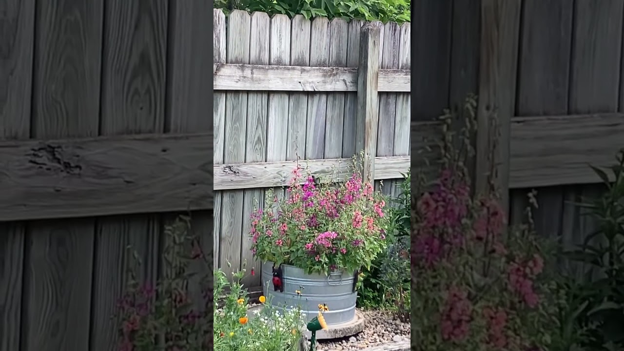 Hummingbird enjoying the Clarkia plants! 