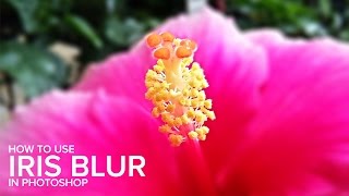 How to Use Iris Blur for Macro Photography in Photoshop screenshot 4